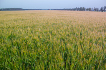 Golden wheat field on the background of warm summer sun and blue sky with white clouds. trees to the horizon. Beautiful summer landscape.