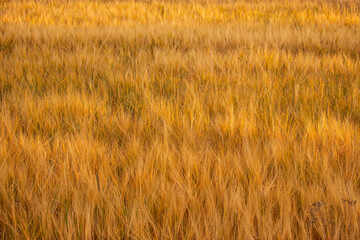Golden wheat field on the background of warm summer sun and blue sky with white clouds. trees leaves to the horizon. Beautiful summer landscape.