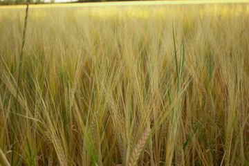 Golden wheat field on the background of warm summer sun and blue sky with white clouds. trees leaves to the horizon. Beautiful summer landscape.