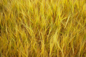 Golden wheat field on the background of warm summer sun and blue sky with white clouds. trees leaves to the horizon. Beautiful summer landscape.