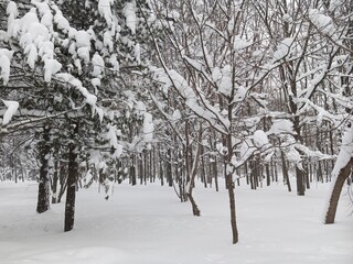 A walk in the forest (park) after a heavy snowfall. Trees covered with snow.