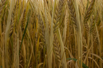 Golden wheat field on the background of warm summer sun and blue sky with white clouds. trees leaves to the horizon. Beautiful summer landscape.