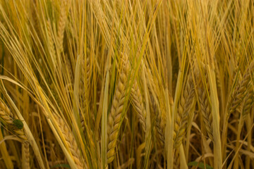 Golden wheat field on the background of warm summer sun and blue sky with white clouds. trees leaves to the horizon. Beautiful summer landscape.