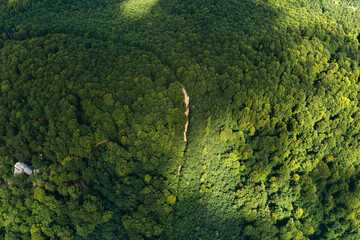 Top down flat aerial view of dark lush forest with green trees canopies in summer
