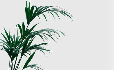 Planta Kentia de color verde intenso . La textura de las hojas tropicales sobre fondo blanco o...