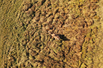 top aerial view of camel in the field