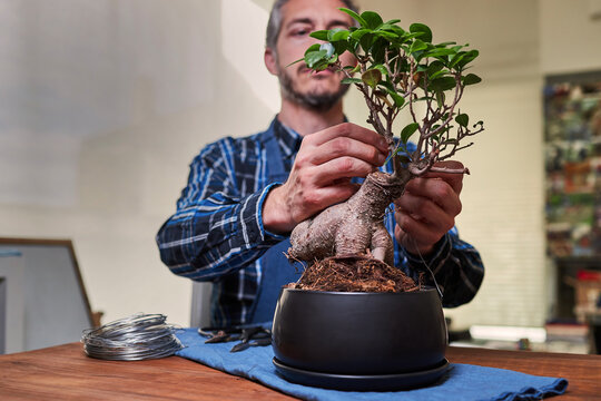 Gardener tying bonsai branch with wire