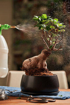 Gardener Watering Little Bonsai Tree