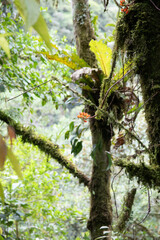 Fototapeta premium tree in the forest