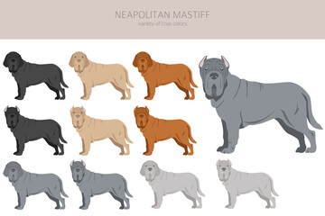 Neapolitan Mastiff, Mastino Neapolitano  clipart. Different poses, coat colors set