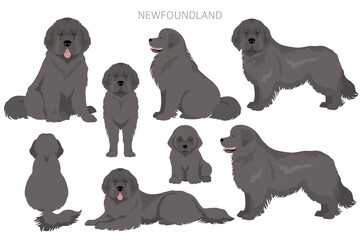 Newfoundland clipart. Different poses, coat colors set