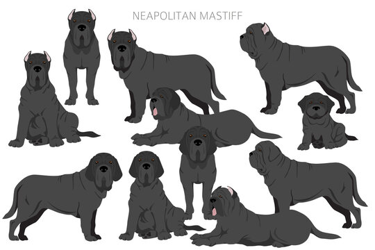 Neapolitan Mastiff, Mastino Neapolitano  clipart. Different poses, coat colors set
