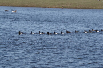 group of birds  ringneck duck - 481227475