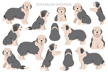 Old English sheepdog clipart. Different poses, coat colors set