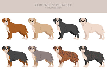Olde English Bulldogge, Leavitt Bulldog  clipart. Different poses, coat colors set
