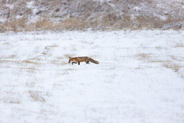 Red fox searching for food on a snowy field in winter