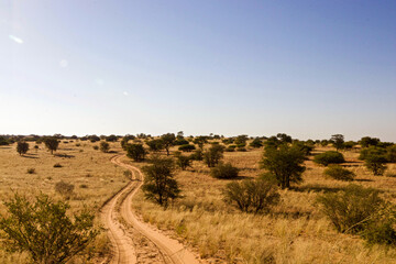 Obraz premium Dirt Road in the Kgalagadi