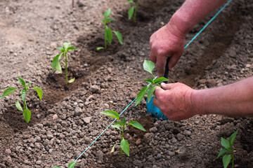 Close up of gardener's hands planting a pepper seedling in the vegetable garden - selective focus