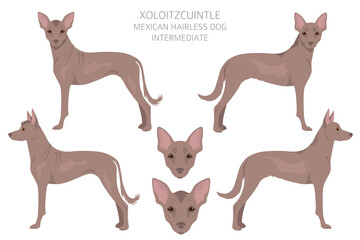Xoloitzcuintle, Mexican hairless dog intermediate clipart. Different poses, coat colors set