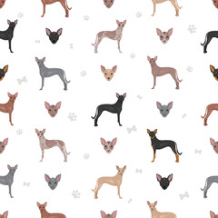 Xoloitzcuintle, Mexican hairless dog intermediate seamless pattern. Different poses, coat colors set