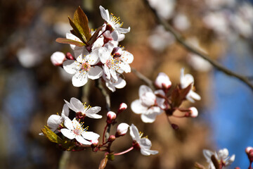 tree blossom