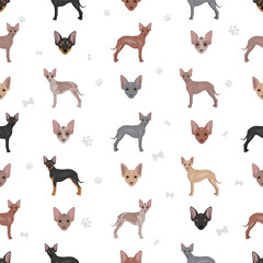 Xoloitzcuintle, Mexican hairless dog miniature seamless pattern. Different poses, coat colors set