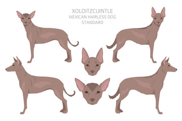 Xoloitzcuintle, Mexican hairless dog standard clipart. Different poses, coat colors set