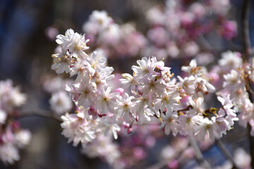 cherry blossom