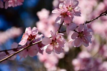 cherry blossom