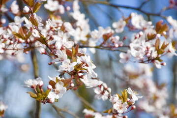 tree blossom