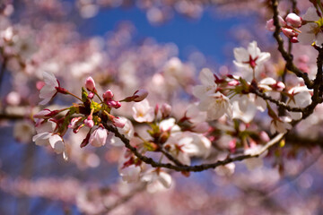 cherry blossom