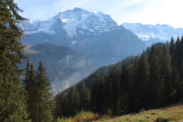 Woods, Mountains, Snow, Grass, Plants, Trees, Pine Trees, Church, Trails