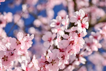 pink cherry blossom