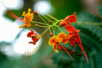 Flores vermelhase amarelas