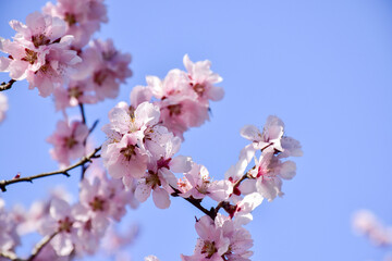 pink cherry blossom