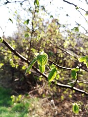 Leaves and twigs macro. Garden and park. Perfect for wallpaper or background.