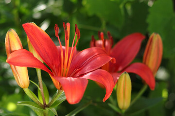 Lilies blooming. Orange Red Lily. Beautiful flower of orange Lily in the garden on a summer day. Lilium. Blooming orange tropical flower red Lily. Lilium Longiflorum flowers. Summer floral background