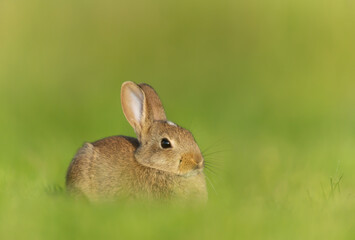 Close up of a cute little rabbit sitting in green grass