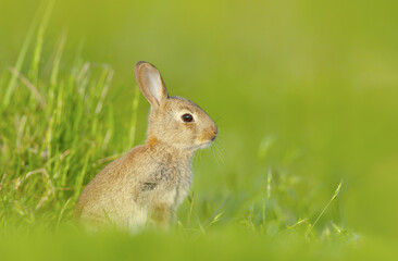 Close up of a cute little rabbit sitting in green grass