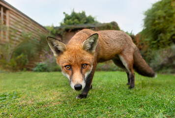 Fototapeta premium Close up of a red fox in a garden in summer