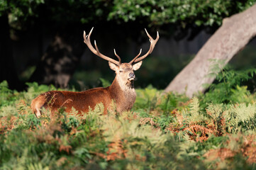 Close up of a red deer stag standing in a field of ferns