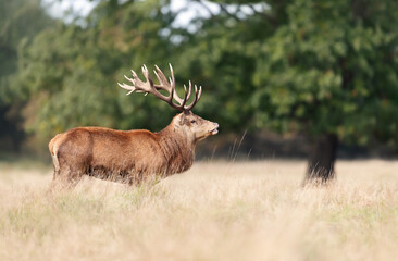 Close up of a red deer stag standing in a field of grass