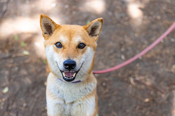 Close up and front portrait view of a content red Shiba Inu dog, with smiling expression during a walk on a leash in the woods with blurry background.