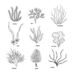 Hand drawn algae black set on white background. Vector illustration isolated sketch. Line art.