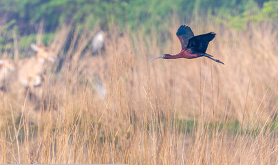 Silky Ibis flying over a wetland - obrazy, fototapety, plakaty