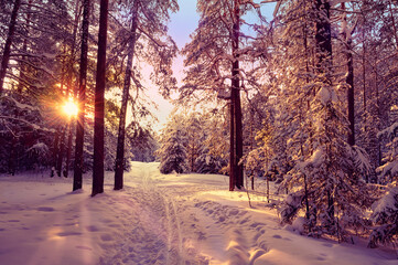 Pine trees covered with snow on frosty evening. Beautiful winter panorama