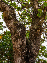 Obraz premium Tronco IMG_4433