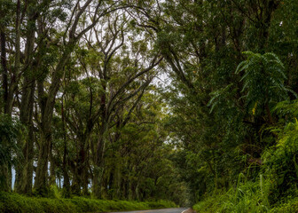 Eucalyptus tree tunnel near Koloa Town on Kauai Island, Hawaii