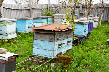 Rows of hives under branches with cherry blossoms. Apiary in the spring in aperil. Honeybees collecting pollen from white flowers in garden.