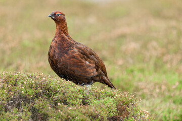 Red Grouse, Scientific name: Lagopus lagopus.  Adult red grouse male facing left in natural moorland habitat.  Blurred, clean background.  Copy space.  Horizontal.